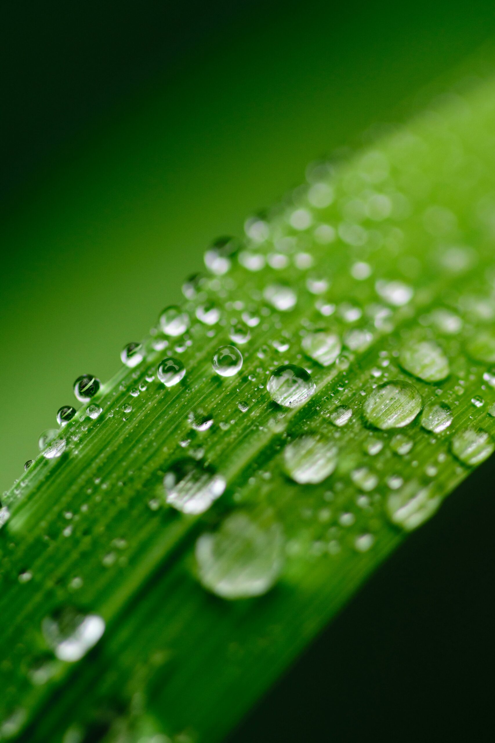 Close-up view of dewdrops on a vibrant green leaf, showcasing nature's freshness.